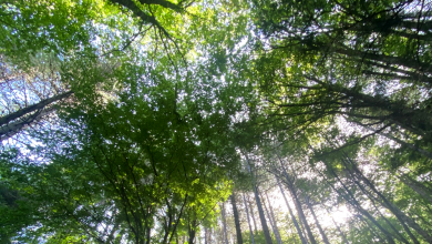 forêt