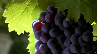 Vigne de Blois
