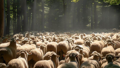 transhumance publique d'Agglopolys