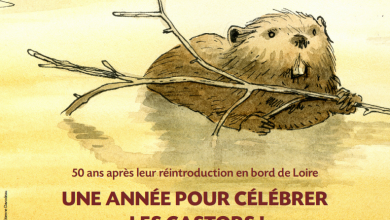 année du castor