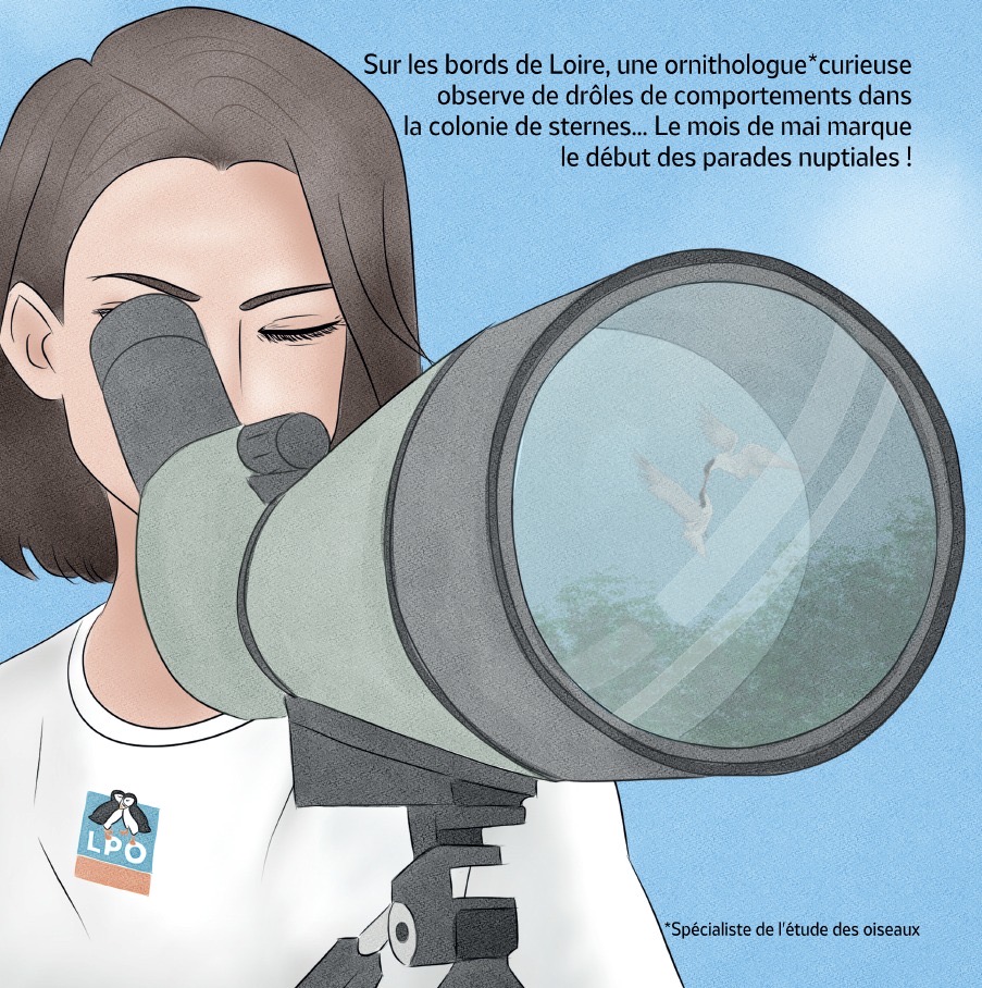 Manon Leduc et L’Odyssée des sternes