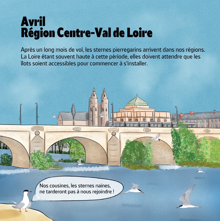 Manon Leduc et L’Odyssée des sternes