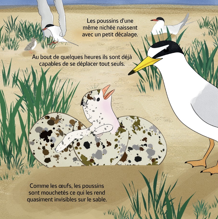 L'odyssée des sternes (LPO)