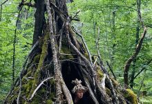 Nuits des Forêts